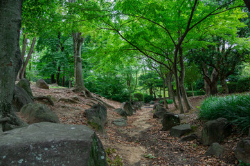 大仙公園-公園内森林-