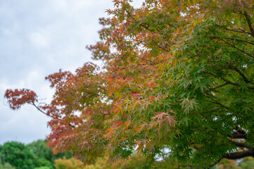 大仙公園-紅葉-