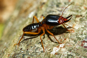 Close up Macro soldier termite bug in nature
