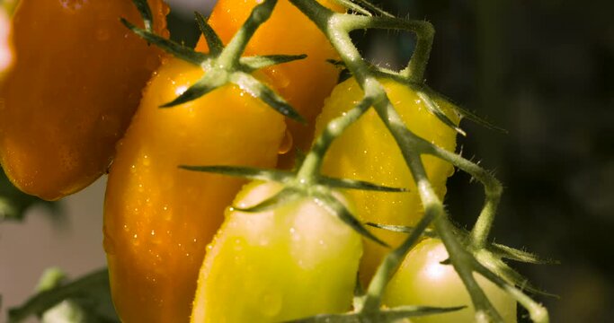 Bio Tomaten am Strauch wet Parallax