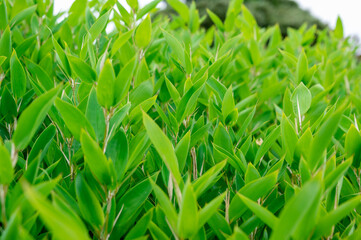 大仙公園-廬山（茶畑）-