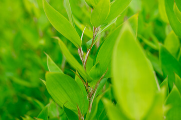 大仙公園-廬山（茶畑）-
