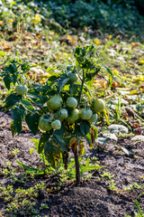 Bush of green tomatoes