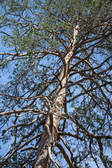 Bottom view of a tree, where you can see its trunk, branches and all its leaves from an artistic point of view.