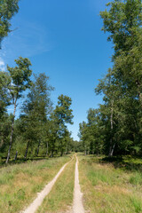 Track through the Veluwe north of Apeldoorn in The Netherlands