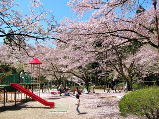 春の加茂山公園（新潟県）