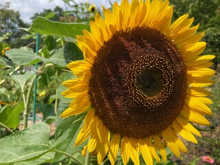 sunflower in the garden