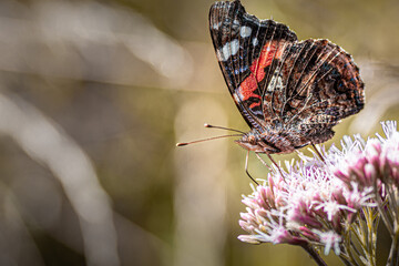 Butterfly on flower, papillon sur fleur