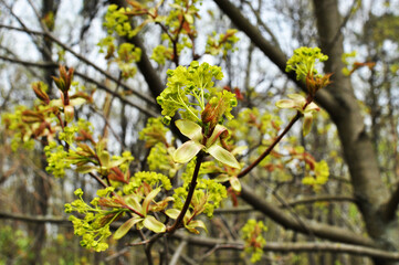 Green leaves are blooming on the branch. Spring, close-up of young leaves. On a blurred background, a tree branch. Bokeh.