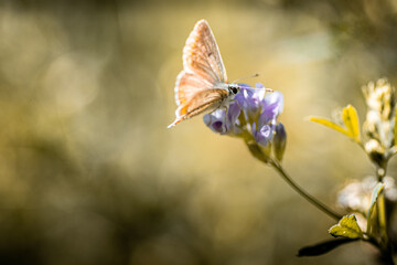 Butterfly on flower, papillon sur fleur