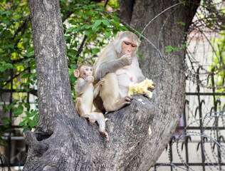 Monkey eating fruit