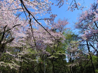 加茂山公園（新潟県）の桜