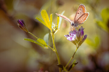 Butterfly on flower, papillon sur fleur