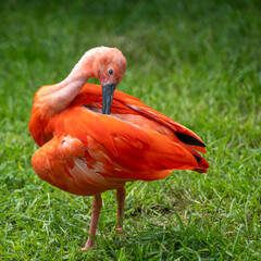 roter Vogel auf Gras