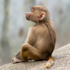 junge Affe auf Steinen