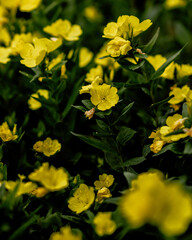 Yellow flowers in the rain