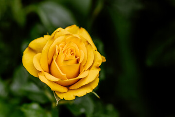 Yellow rose in the garden