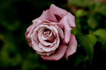Spider on a pink rose