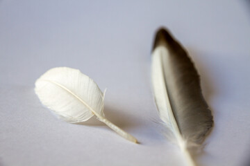 Two feathers on light gray background
