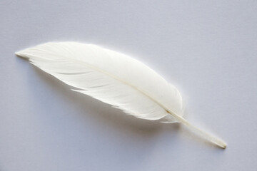 White feather on light background