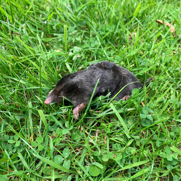 Taupe morte dans la pelouse qui est envahit de trefle.
La Taupe ou Taupe d'Europe est un petit mammif&egrave;re fouisseur de la famille des Talpid&eacute;s, qui vit sous terre dans les sols humides et meubles, en s