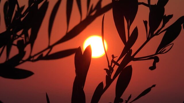 Beautiful red sun with an olive tree in front.Beautiful sunset romantic warm footage