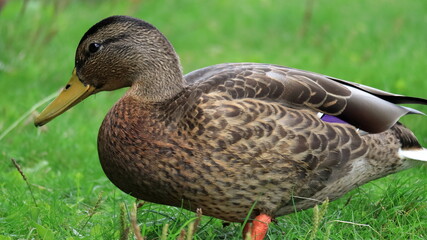 Anatra selvatica sull'erba. Duck