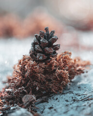 macro shot in forest during summer