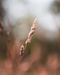 macro shot in forest during summer