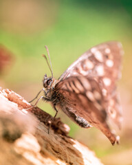 macro shot in forest during summer