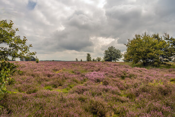 Fototapeta na wymiar Picturesque image of dark clouds over a Dutch heath landscape in the province of North Brabant. The many heather plants are in full bloom. It's summer now.