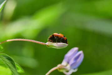 ladybird on a bud flower