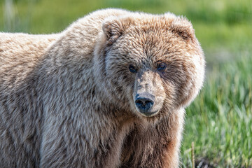 Naklejka na ściany i meble Alaska brown bear, grizzly bear or coastal brown bear in Lake Clark National Park and Preserve, Alaska in the wilderness