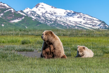 Alaska brown bear, grizzly bear or coastal brown bear in Lake Clark National Park and Preserve, Alaska in the wilderness - 452169956