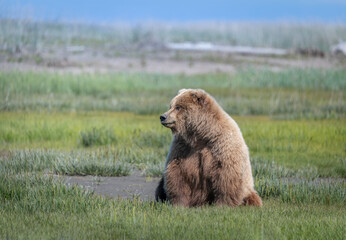 Alaska brown bear, grizzly bear or coastal brown bear in Lake Clark National Park and Preserve, Alaska in the wilderness - 452169989