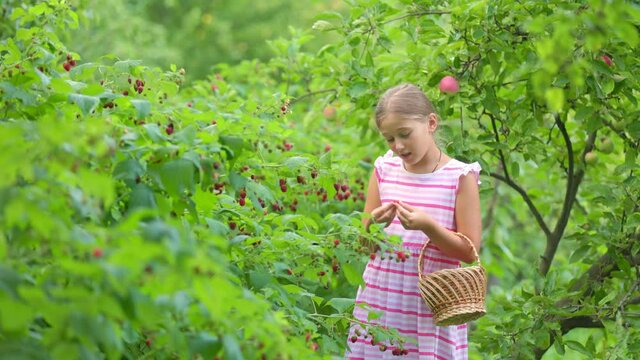 girl picks raspberries in her garden