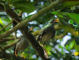 The Javan Myna bird of Bangladesh 