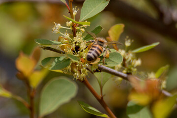 Honey bee in the journey of collecting  pollen and nectar