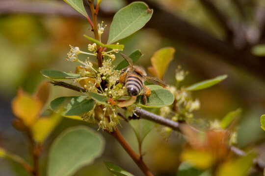 Honey bee in the journey of collecting  pollen and nectar