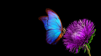 blue tropical morpho butterfly on purple aster flower isolated on black. copy space