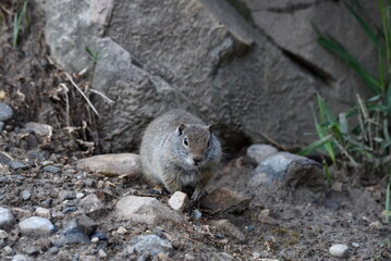 Uinta ground squirrel foraging for food in the Wasatch National Forest