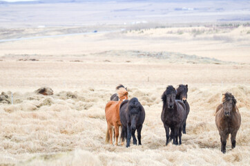 Iceland horse in the field 