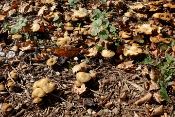 des champignons sauvages