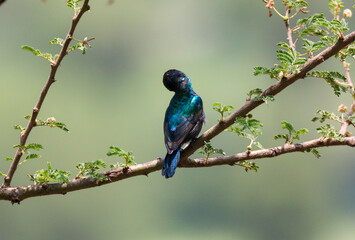 Back of Palestine sunbird (Cinnyris osea) preening its feathers