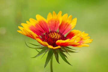 Colorful yellow-orange Gaillardia (Gaillardia x hybrida) on a natural green background close-up. Macro photo.