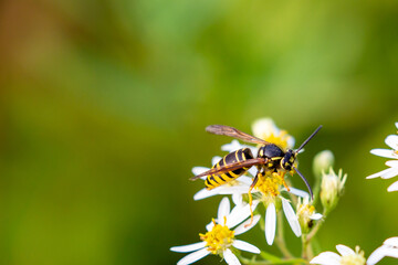 Yellowjacket pollinating flower in August