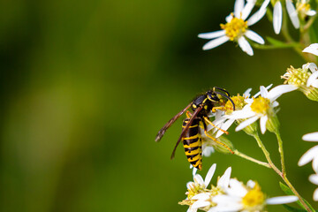 Yellowjacket pollinating flower in August