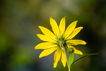 Yellow wild flower showing the back of the petals, receptacle and the sepals
