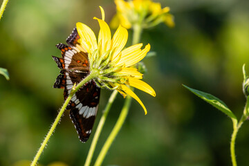 White admiral butterfly on a wild yellow flower in August