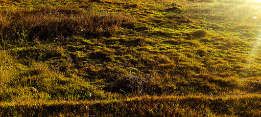 texture of the grass